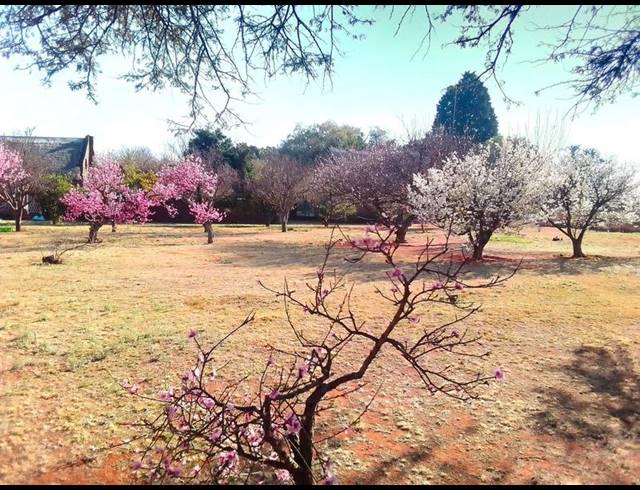 0 BEDROOM HOUSE FOR SALE IN RANDFONTEIN RURAL